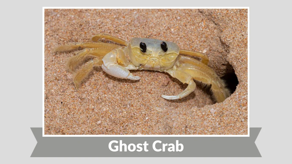 Ghost Crab
