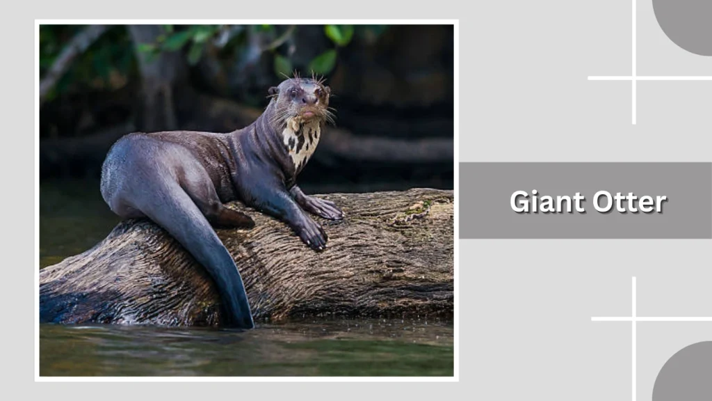 Giant Otter