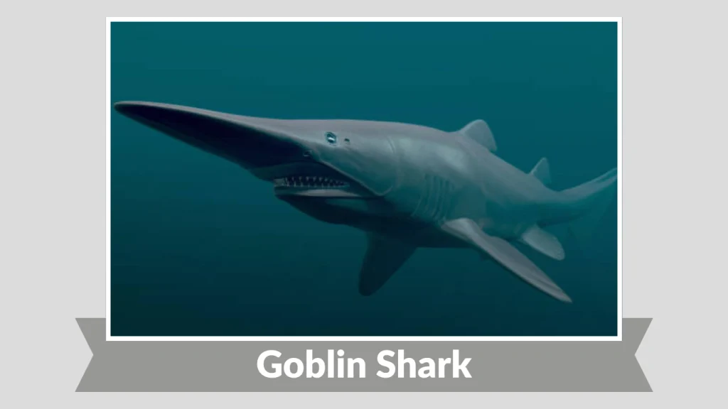 Goblin Shark