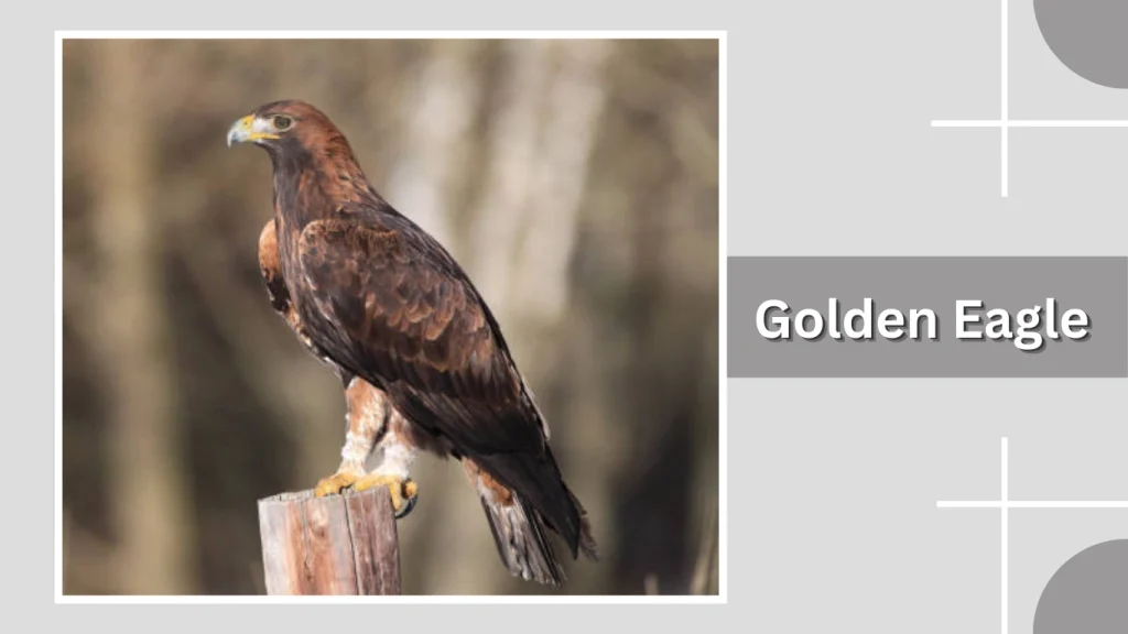 Golden Eagle 