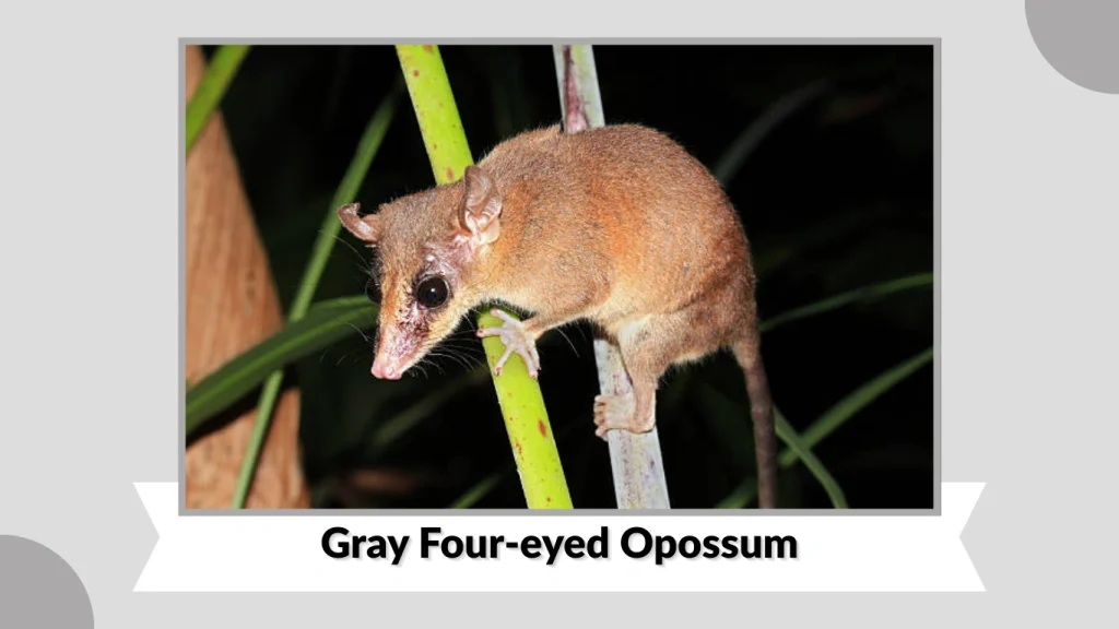 Gray Four-eyed Opossum