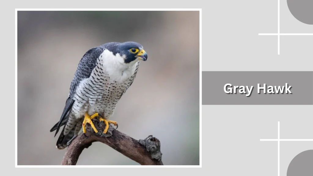 Gray Hawk