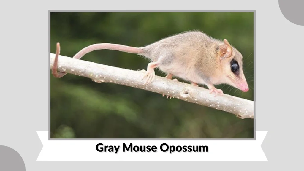 Gray Mouse Opossum
