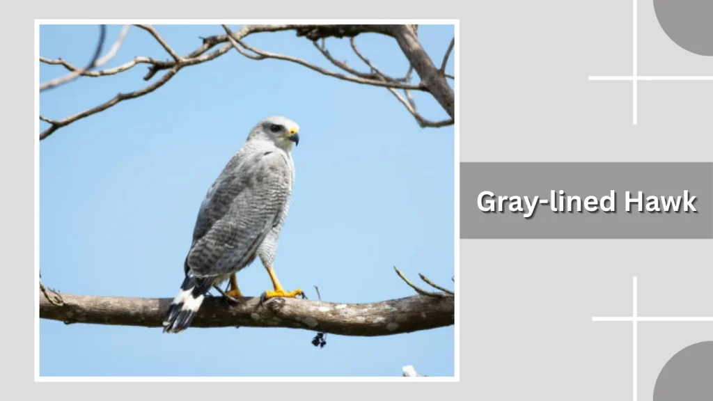 Gray-lined Hawk