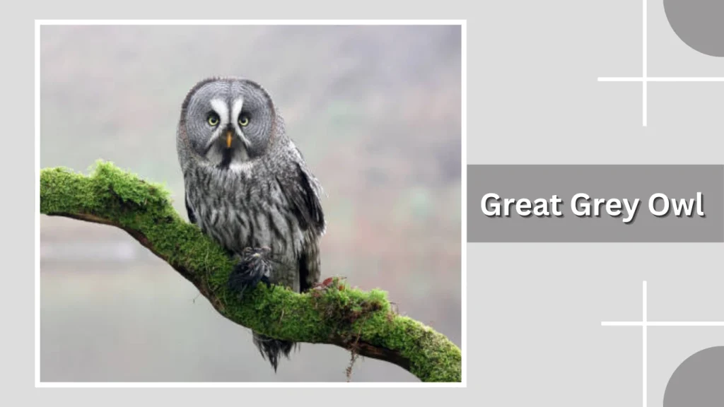 Great Grey Owl