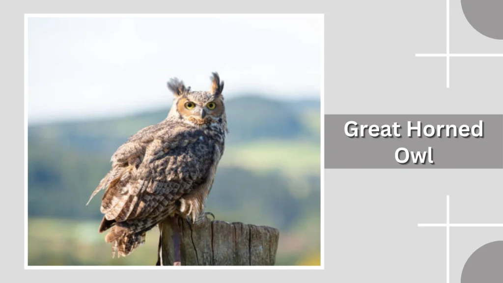 Great Horned Owl