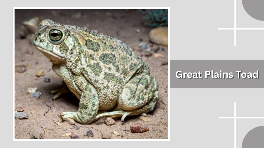 Great Plains Toad