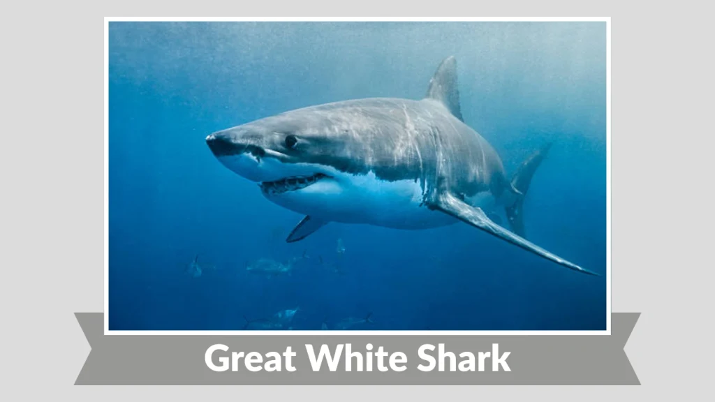 Great White Shark