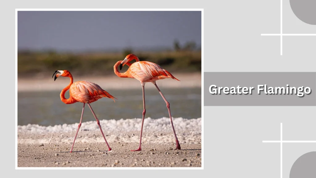 Greater Flamingo