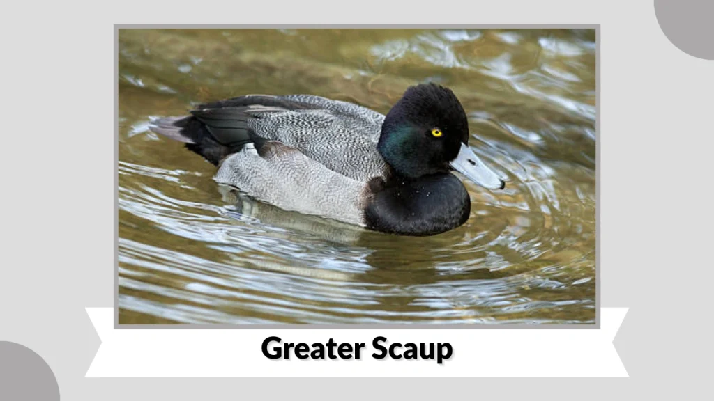 Greater Scaup