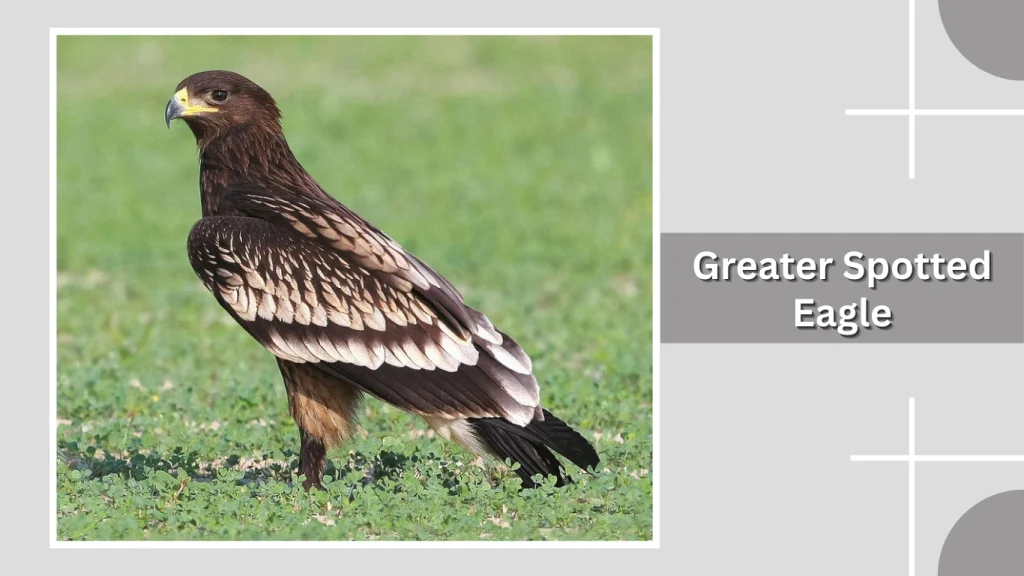 Greater Spotted Eagle