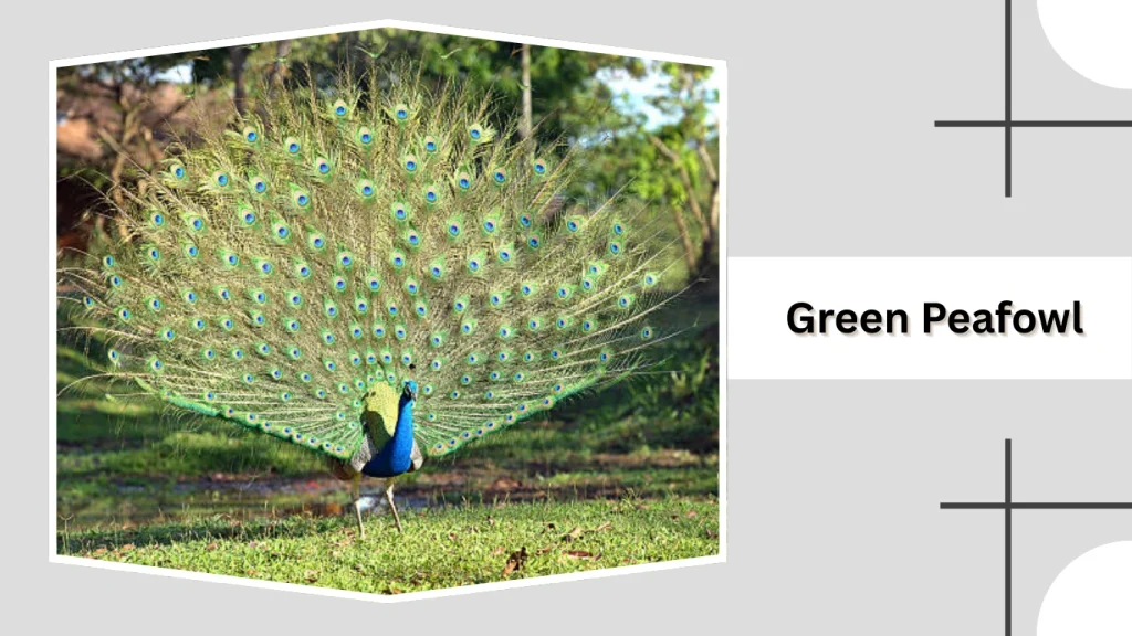 Green Peafowl