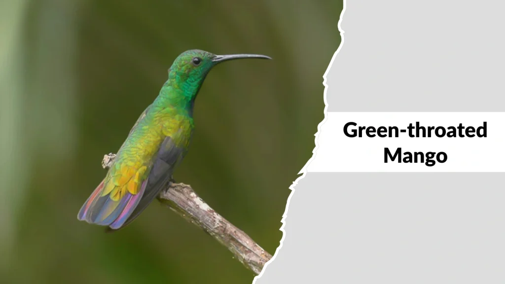 Green-throated Mango