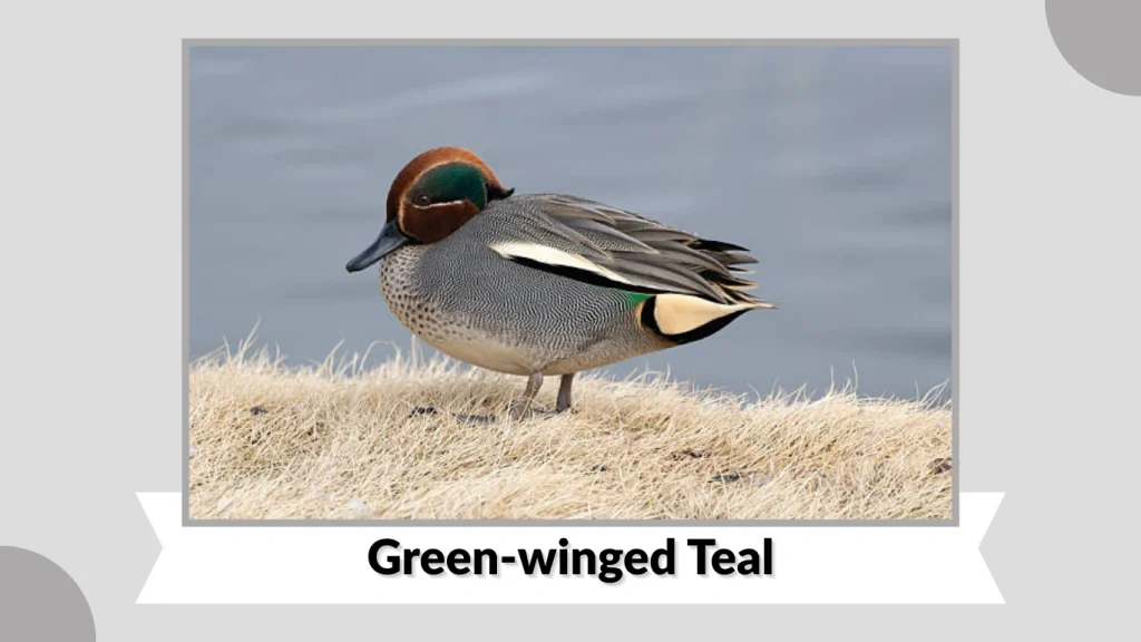 Green-winged Teal