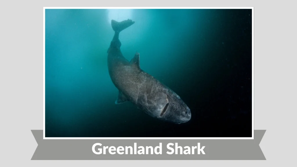 Greenland Shark