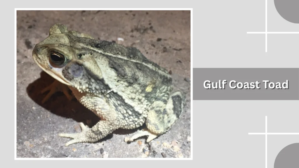 Gulf Coast Toad