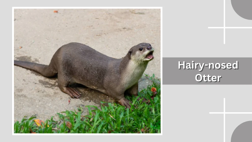 Hairy-nosed Otter