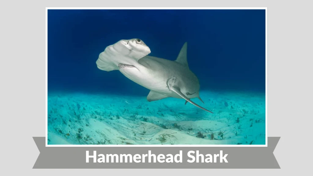Hammerhead Shark