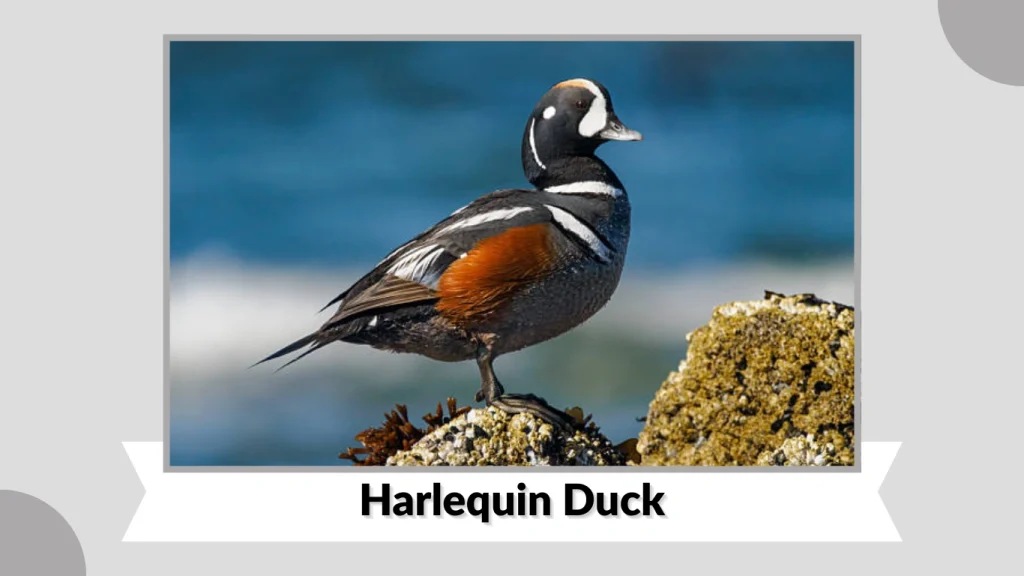 Harlequin Duck