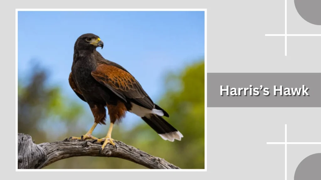 Harris’s Hawk