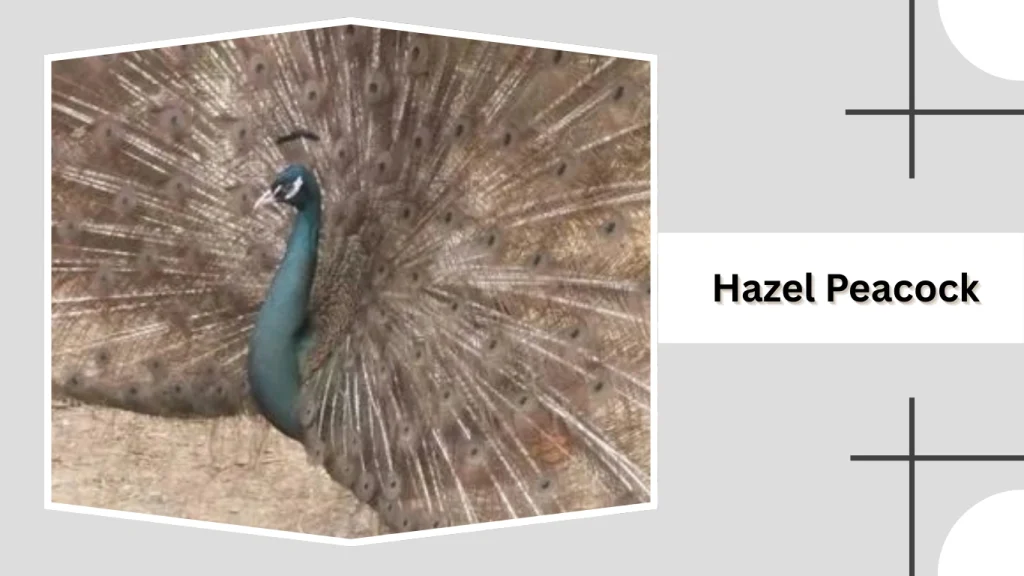 Hazel Peacock
