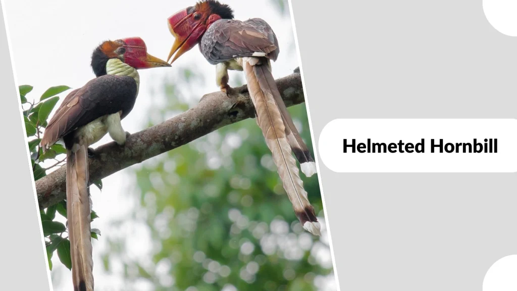 Helmeted Hornbill