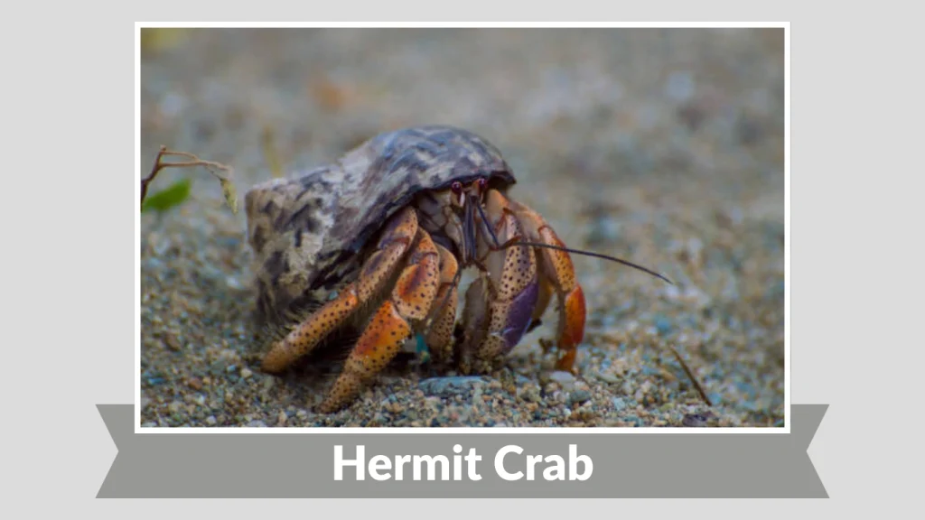Hermit Crab