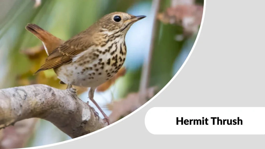 Hermit Thrush