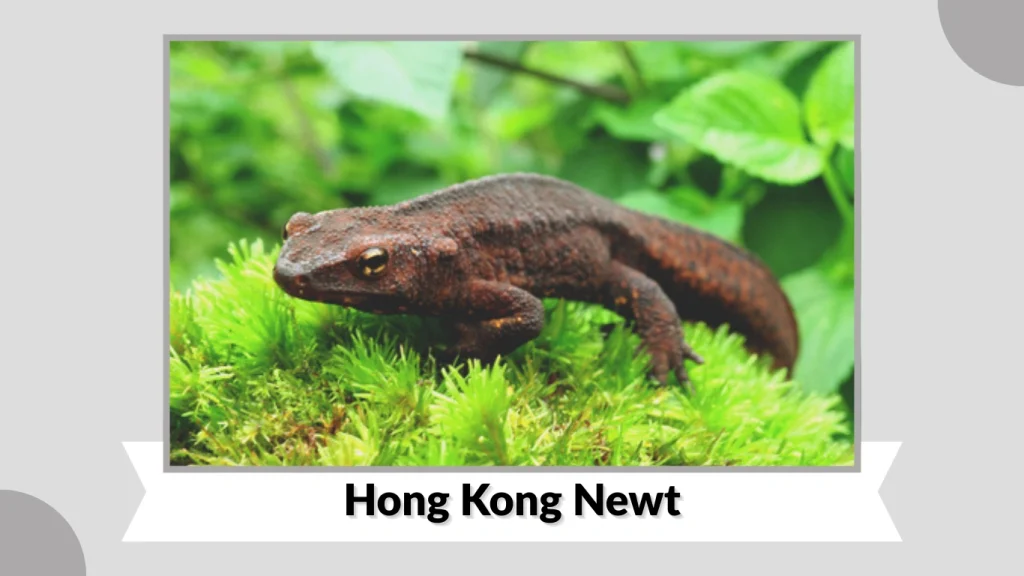 Hong Kong Newt