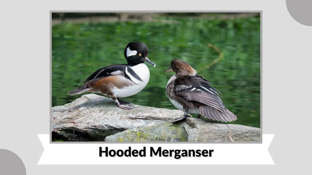 Hooded Merganser