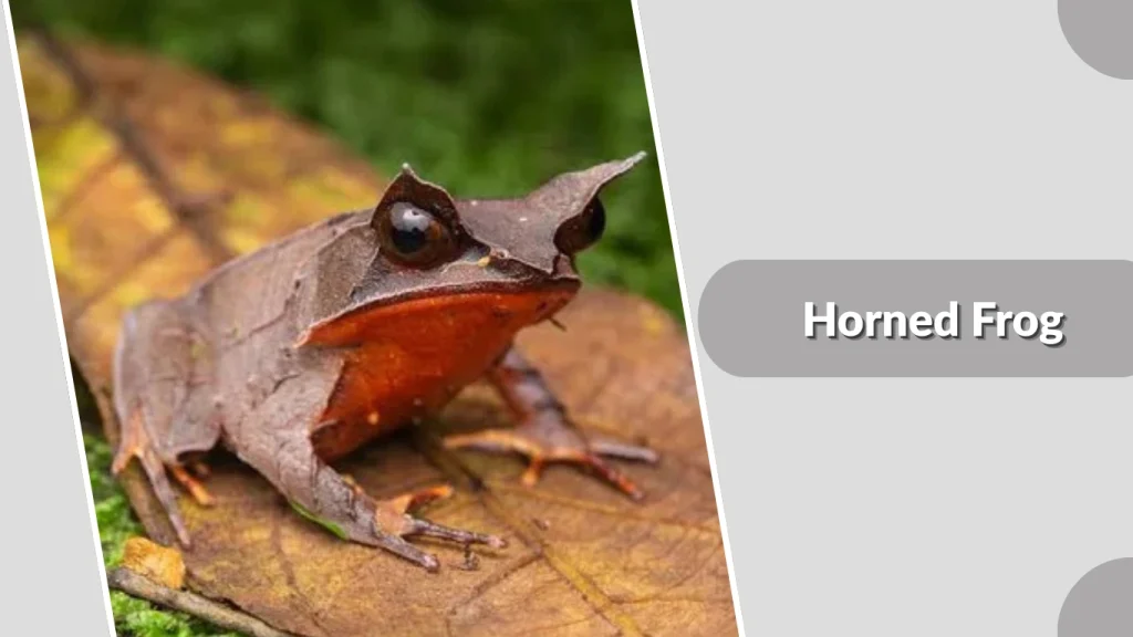 Horned Frog