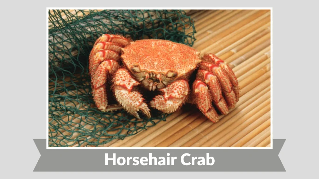 Horsehair Crab