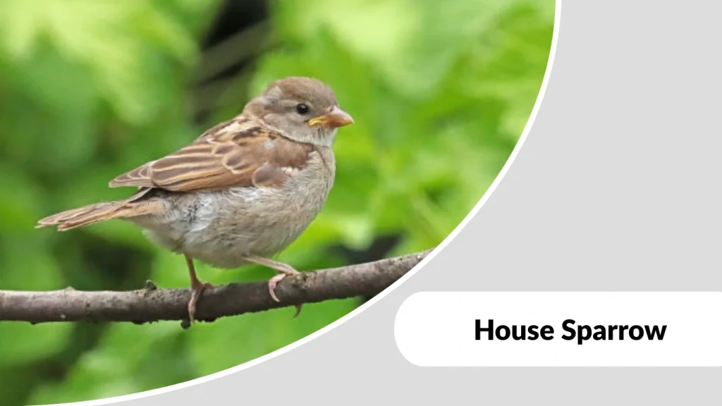 House Sparrow