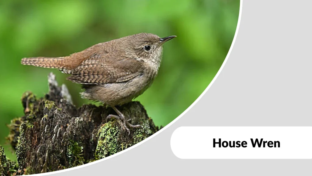 House Wren