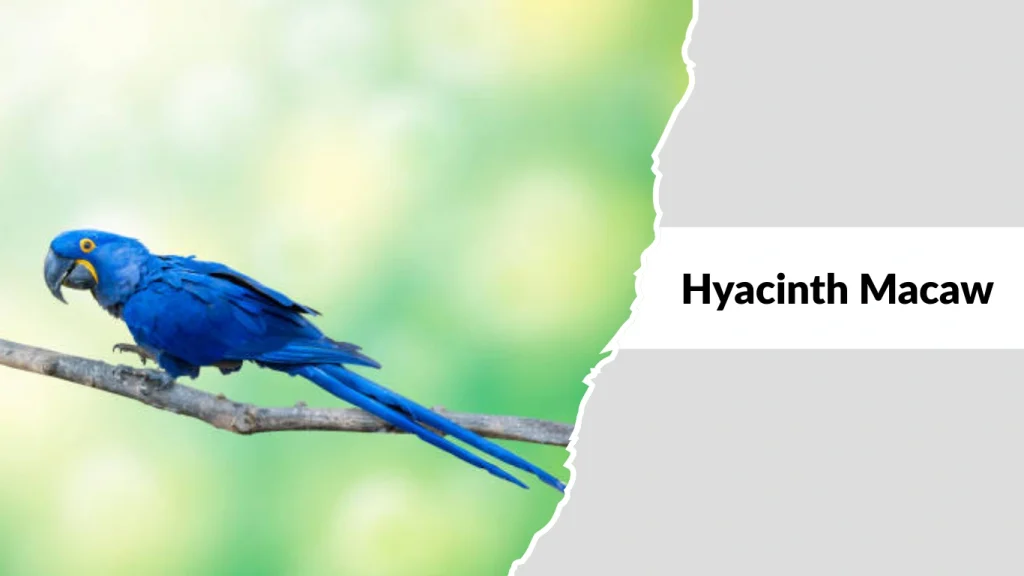 Hyacinth Macaw