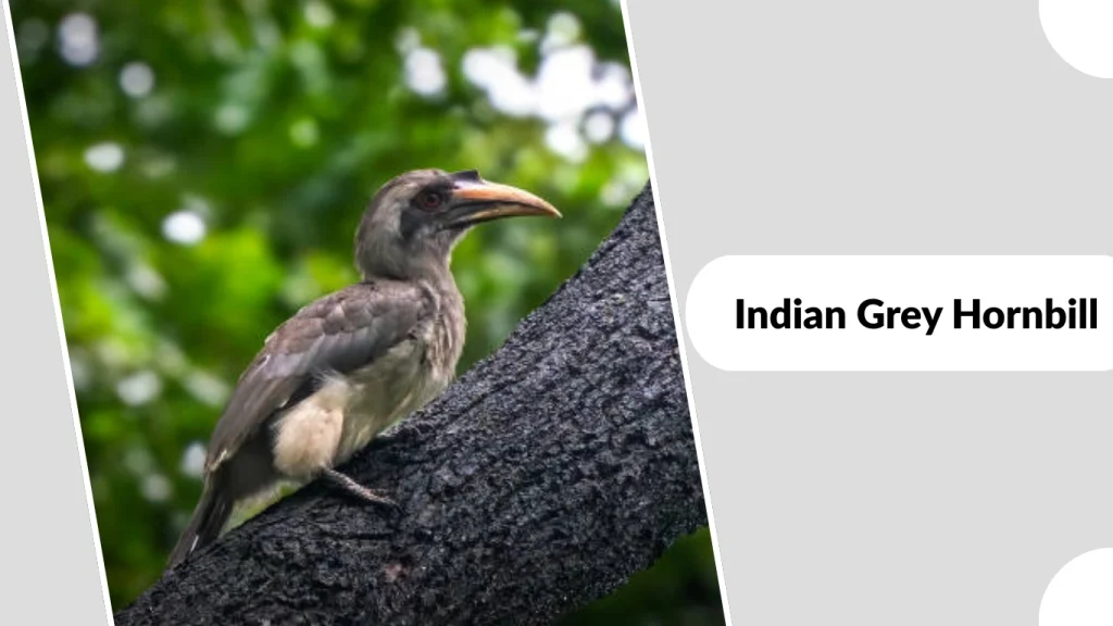 Indian Grey Hornbill