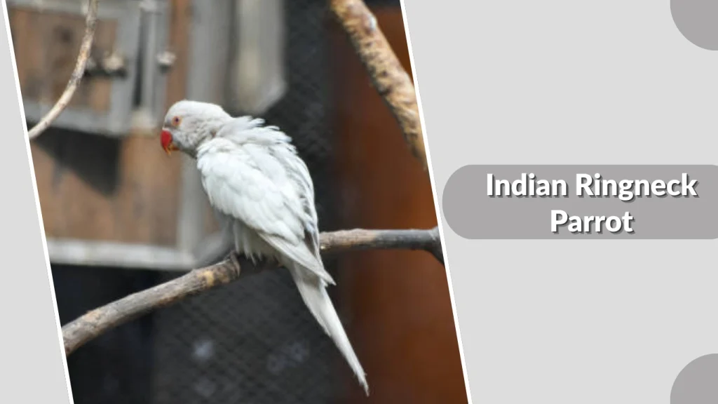 Indian Ringneck Parrot
