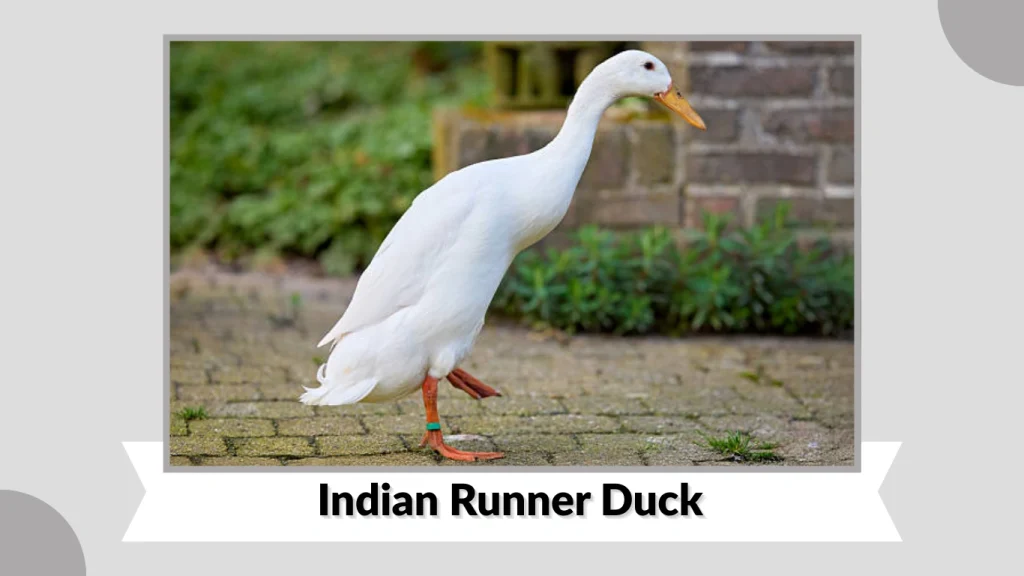 Indian Runner Duck