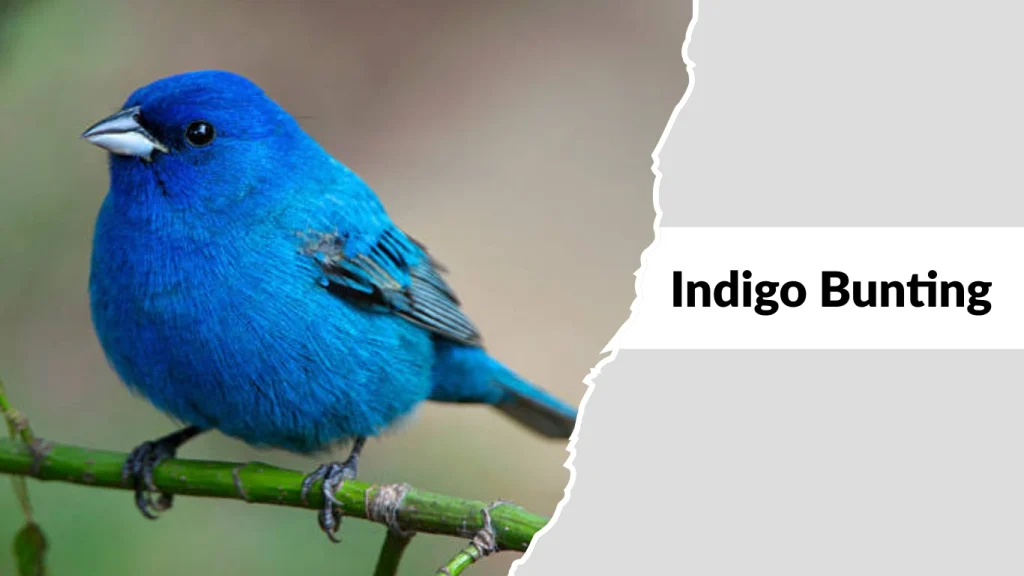 Indigo Bunting