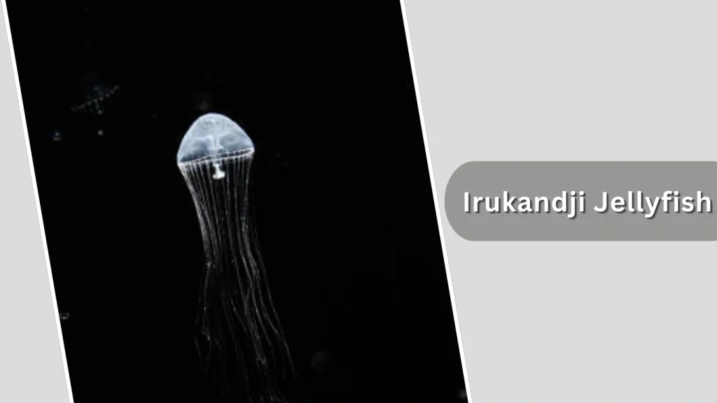 Irukandji Jellyfish