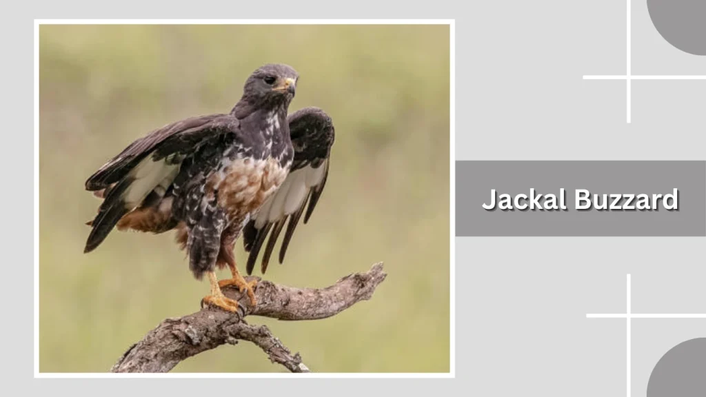 Jackal Buzzard