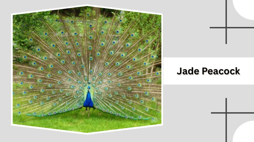 Jade Peacock