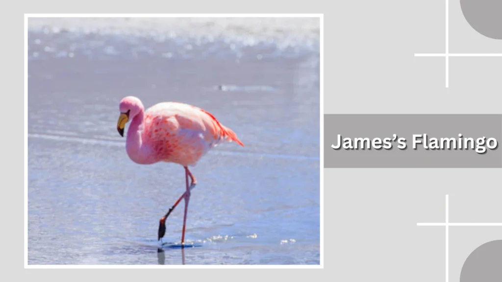 James’s Flamingo