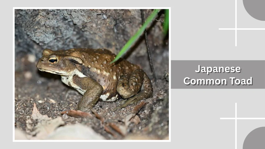 Japanese Common Toad