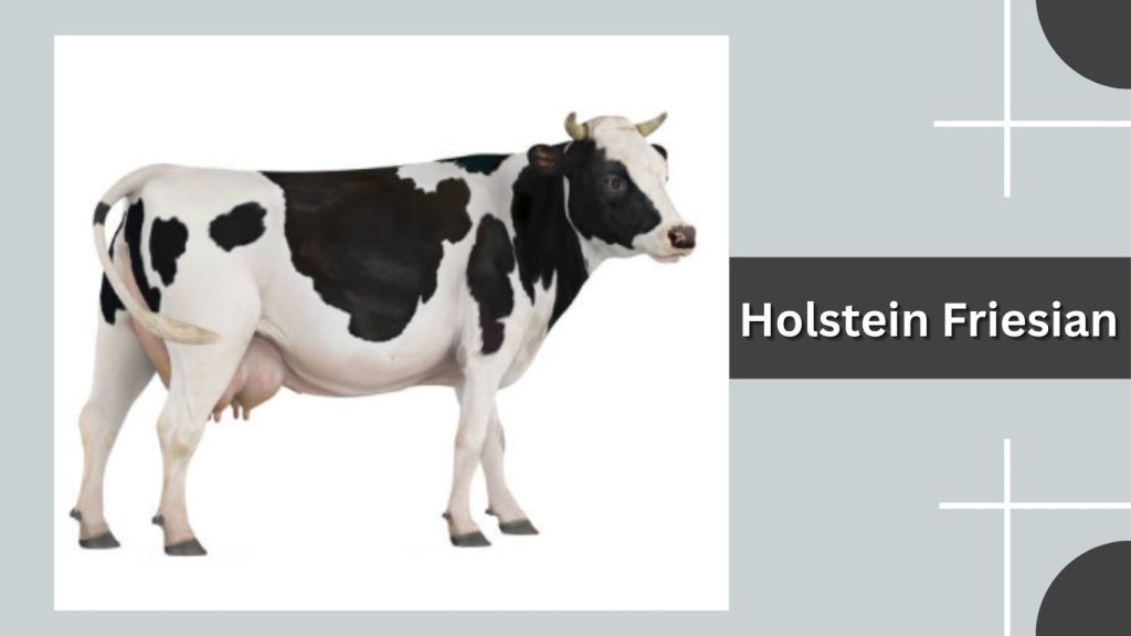 Holstein Friesian