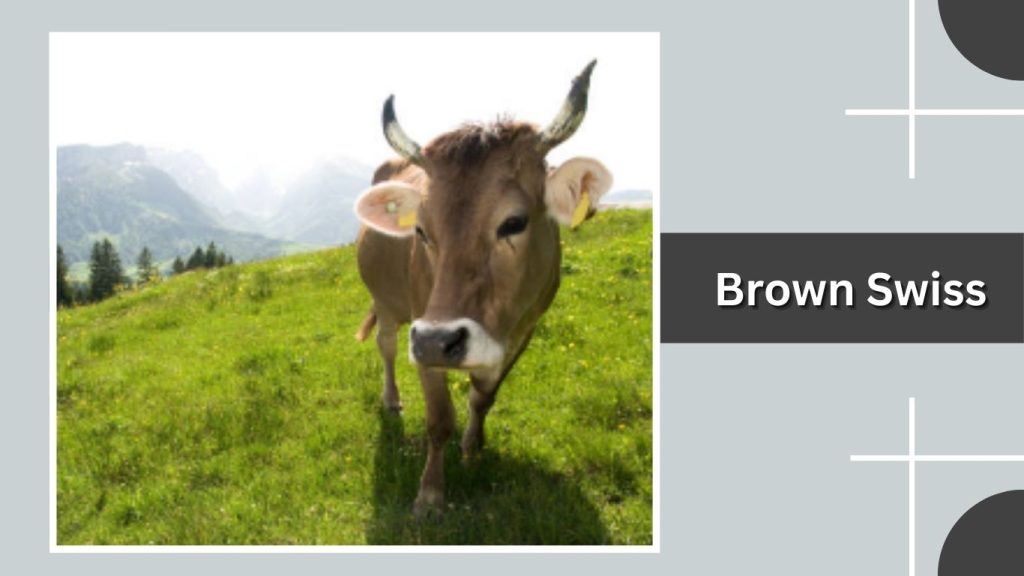 Brown Swiss