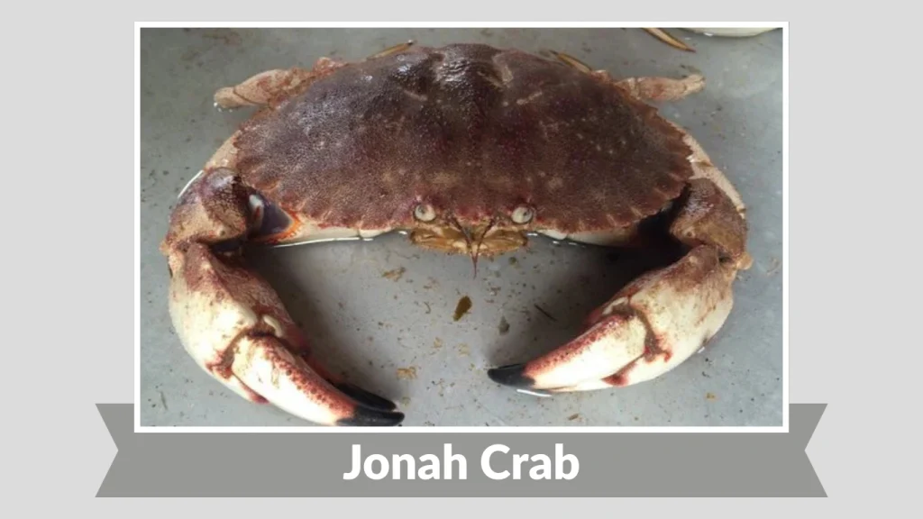 Jonah Crab