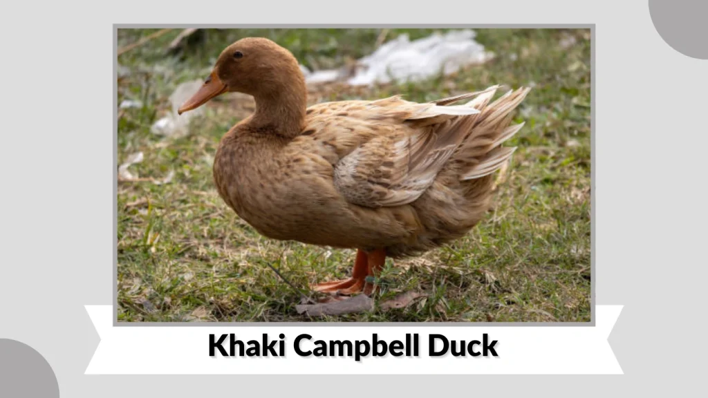 Khaki Campbell Duck