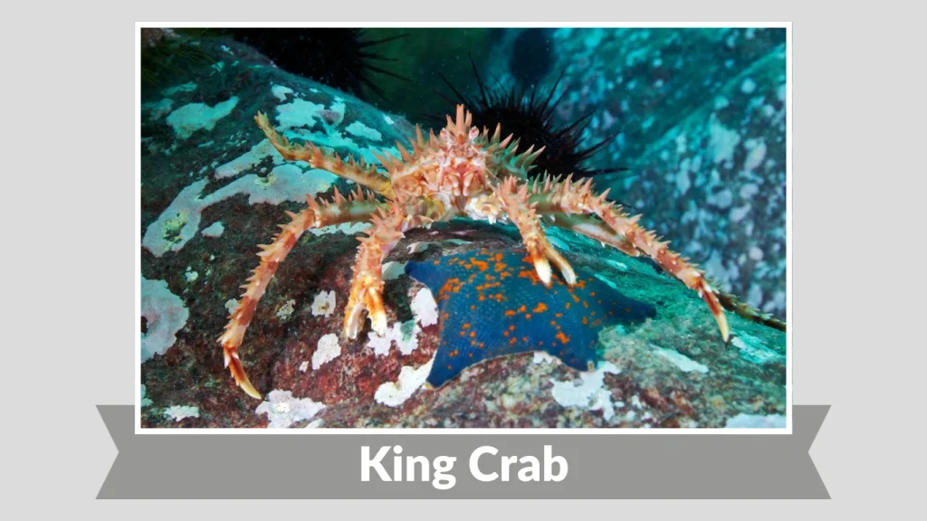 King Crab