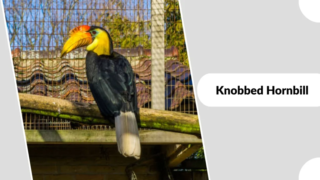 Knobbed Hornbill